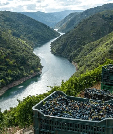 Recomendaciones - Vinos de la Ribeira Sacra
