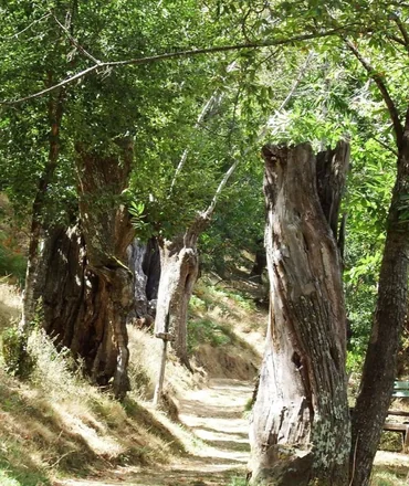 Excursiones en la Serra do Caurel - Galicia - Home