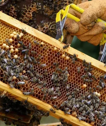 Recomendaciones - Miel del Courel